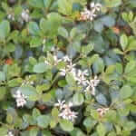 Ground cover flowers